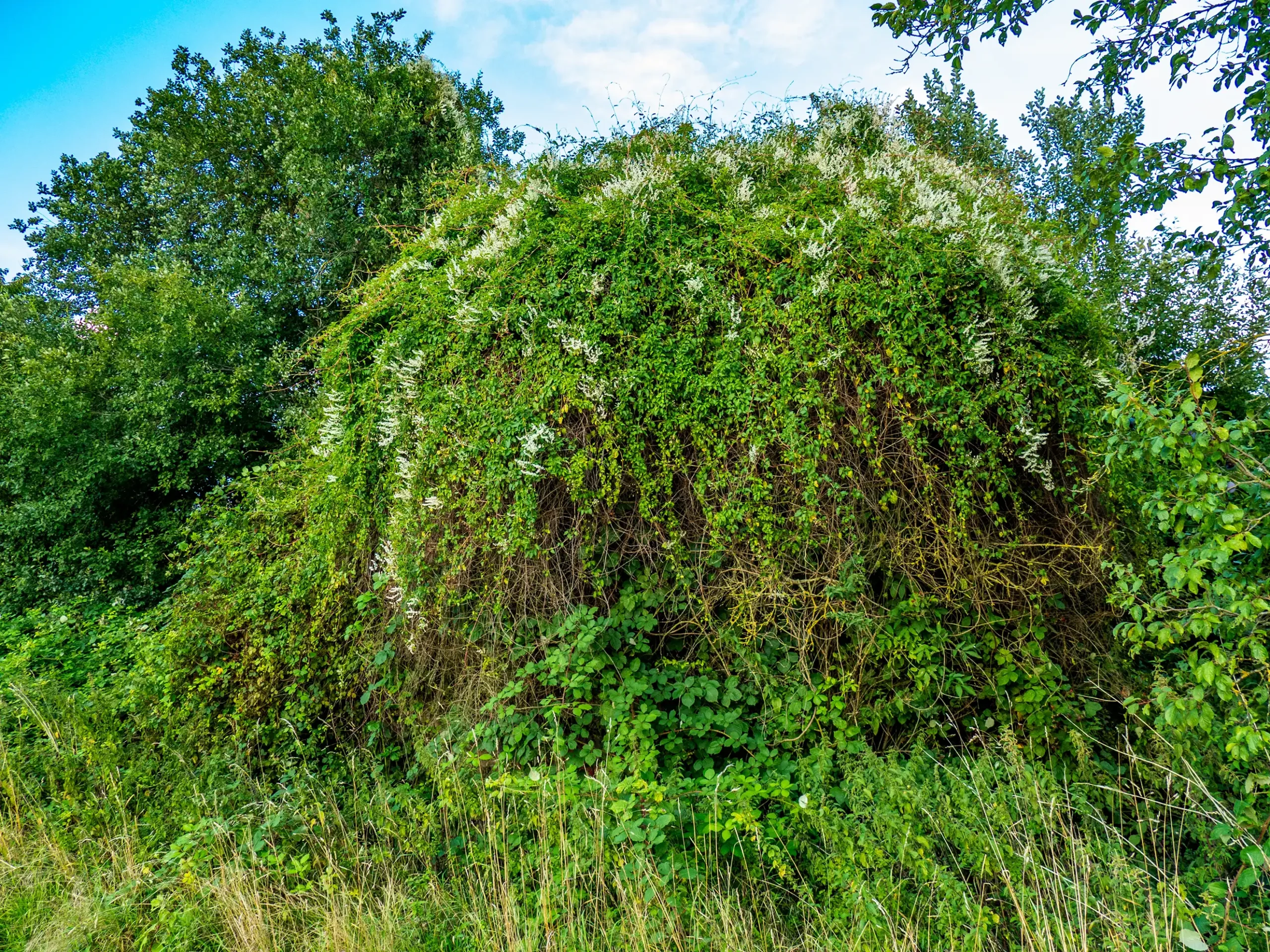 Oxfordshire Garden Clearance Services